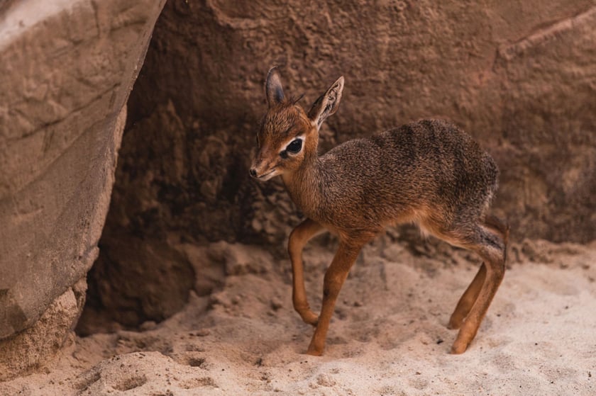 Maluchy z wrocławskiego zoo. Dikdik