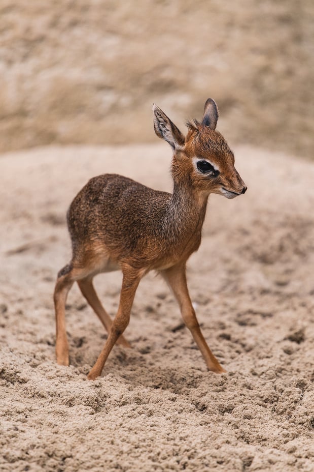 Dikdik.&nbsp;Na początku marca na świat przyszedł mały dikdik, kt&oacute;rego mamą jest N&oacute;wka, a ojcem Berti. 