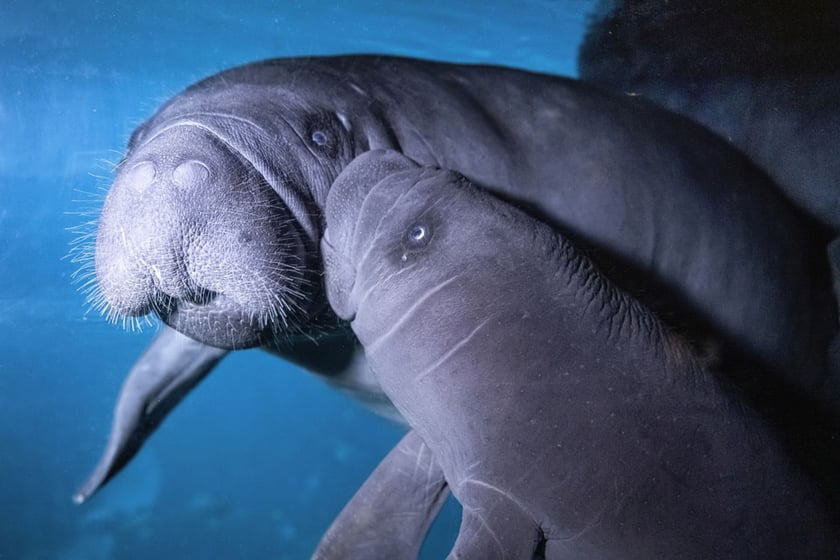 Manaciątko.&nbsp;We wrocławskim zoo urodził się manat karaibski! To samiec i piąte już młode tego gatunku, kt&oacute;re przyszło na świat w naszym ogrodzie.