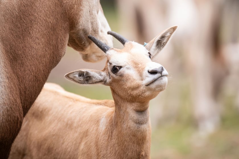 Oryks szablorogi. Wiosną w zoo urodziły się&nbsp;dwie samice oryksa szablorogiego. 