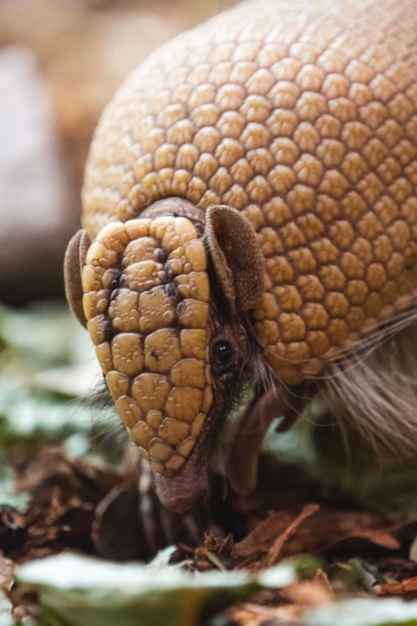 Jak czytamy na stronach ZOO Wrocław, pancerniki nie imponują rozmiarami (ich ciało ma do 30 cm długości, waży do 1,6 kg)