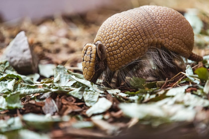 Pancerniki w naturze lubią otwarte tereny trawiaste, blisko sawanny i suchych las&oacute;w.&nbsp;