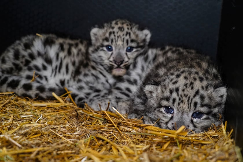 Maluchy z wrocławskiego zoo. Pantery&nbsp;