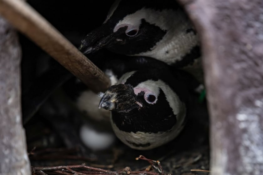 Małe pingwiny wykluły się w zoo