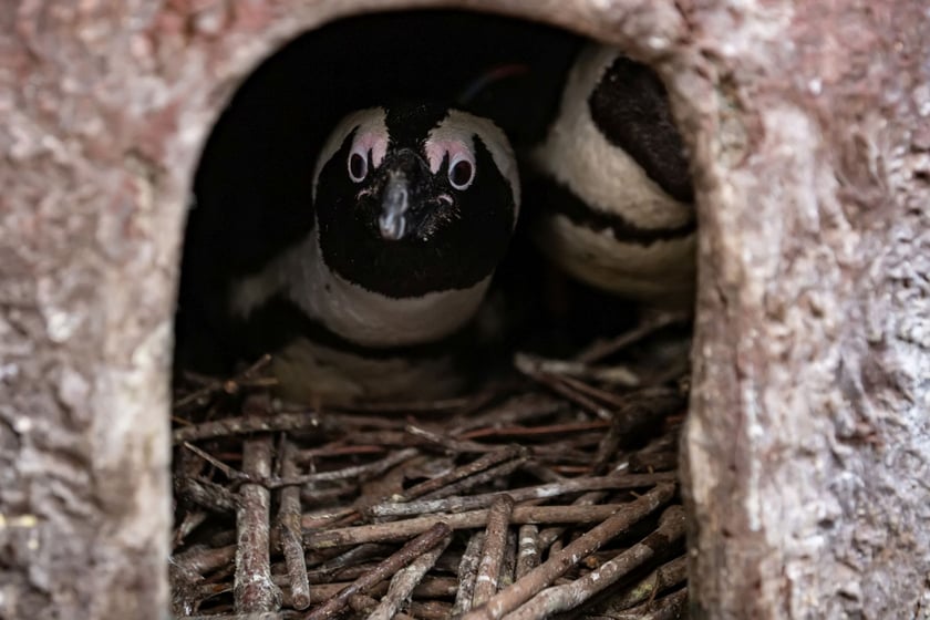Maluchy z wrocławskiego zoo. Pingwiny