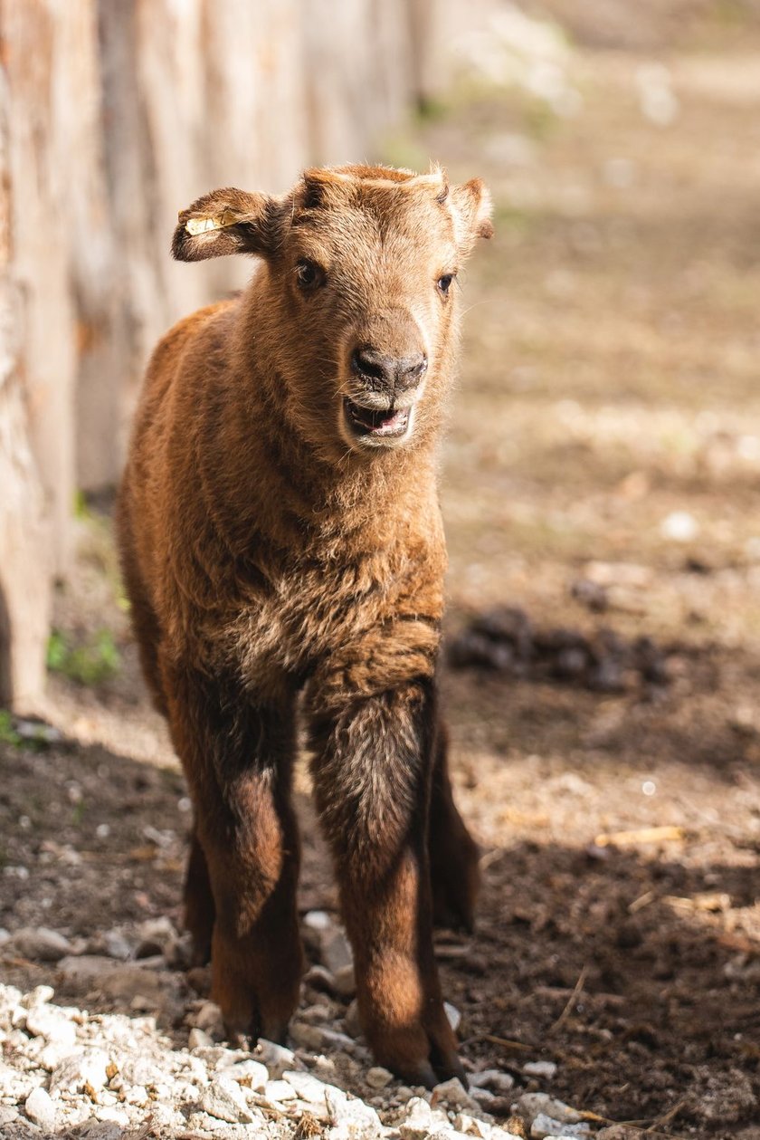 Takin.&nbsp;Wybieg tych pięknych zwierząt znajduje się w starej części zoo (za Ptaszarnią).
&nbsp;