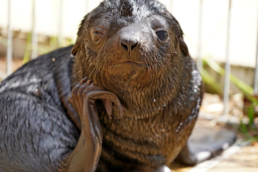 Maluchy z wrocławskiego zoo. Kotik