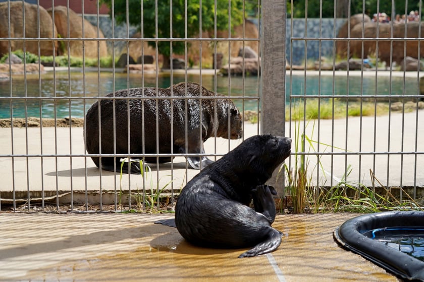 Maluchy z wrocławskiego zoo. Kotik