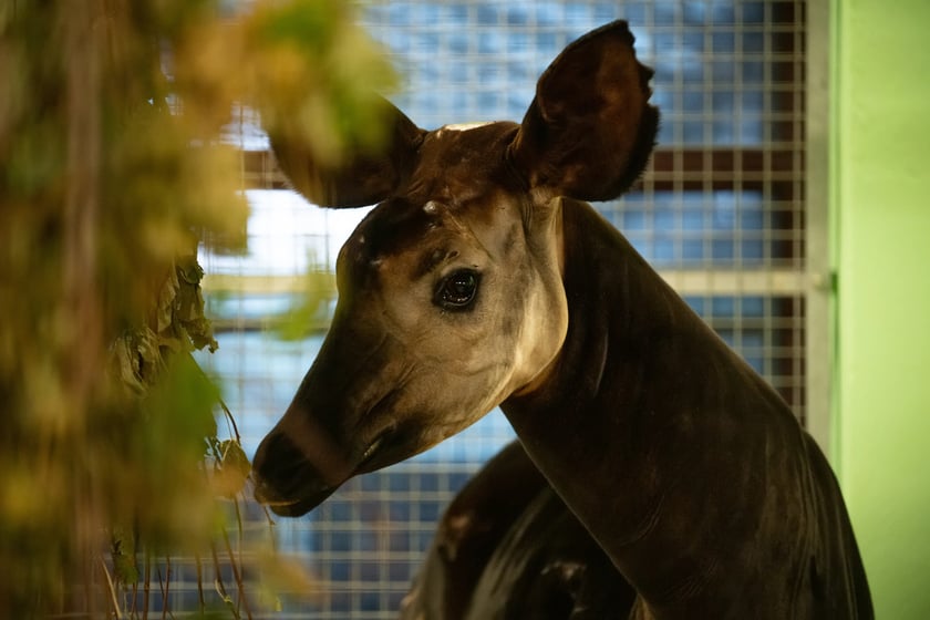 Okapi