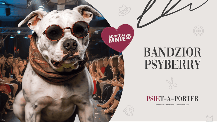 7-letni Bandzior pomimo chirurgicznego usunięcia guza na łapce, czuje się świetnie i poleca do adopcji! W końcu jest jak dobry vintage - wraca ze zdwojoną siłą! Choć nie przepada za innymi psami, jest bardzo miły w stosunku do ludzi i stworzy z tobą niejedną perfekcyjną kolekcję!