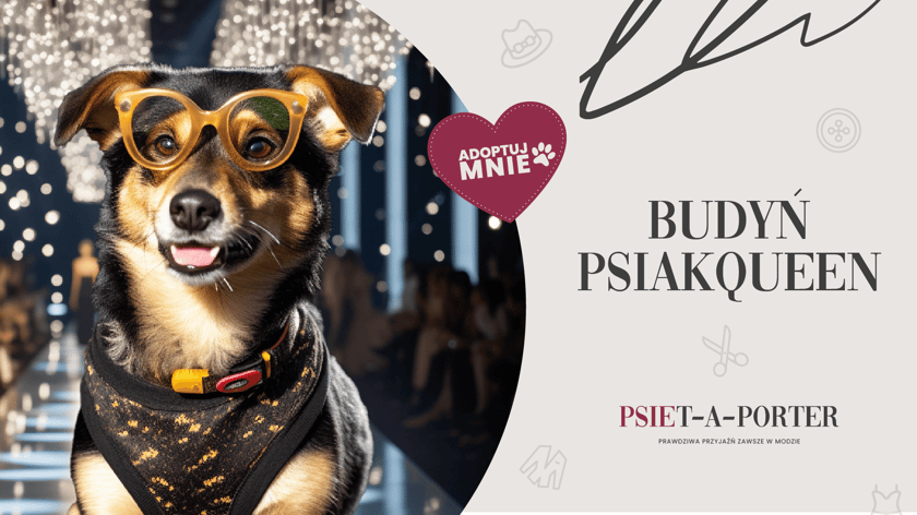 Budyń, chociaż początkowo nieufny, zyskuje przy bliższym poznaniu. Jest łasy na smaczki i pięknie wykonuje podstawowe komendy. Dogaduje się z psimi kolegami z boksu, choć to z tobą chciałby zaprojektować wsp&oacute;lne życie na wiele sezon&oacute;w.