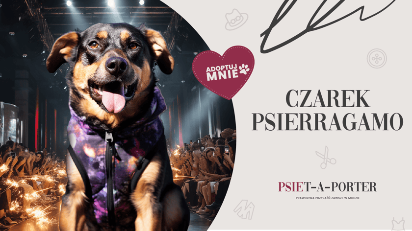 Czarek to piesek o iście wybiegowej, kundelkowej urodzie. Dość duży, silny i energiczny czterolatek, kt&oacute;ry świetnie zaprojektuje ci dzień. Jest grzeczny, kulturalny, w domu niczego nie niszczy. Uwielbia długie spacery u boku człowieka. Razem będziecie kraść uwagę wszystkich przechodni&oacute;w.