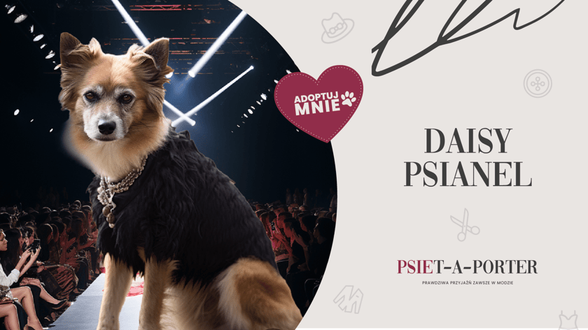 Daisy to nasza mała znajda, kt&oacute;ra bardzo chętnie spędza czas z człowiekiem. Chociaż dobiega już sędziwego wieku, nie brakuje jej urody wybiegowej modelki, a także pokład&oacute;w miłości, kt&oacute;rymi z pewnością obdaruje nowego właściciela. Daisy jest spokojna i grzeczna, bez problemu dogaduje się r&oacute;wnież z innymi psiakami.