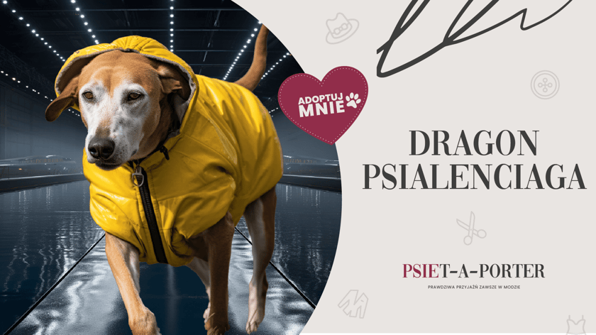 Dragon to psi staruszek, kt&oacute;ry mimo wieku wciąż prezentuje się szalenie stylowo. W wolnych chwilach chętnie relaksuje się na wygodnej kanapie i ponad wszystko ceni sobie spok&oacute;j. Co prawda nie słyszy za dobrze, ale nadrabia miłym i przyjaznym nastawieniem do świata. Do schroniska trafił jako znaleziony i teraz szuka swojego człowieka, z kt&oacute;rym spędzi jesień życia w domowym zaciszu.