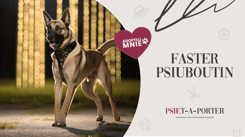 Faster ma ok. 6 lat. To pies nieco w typie owczarka belgijskiego, ale mniejszy - choć jak każdy projektant wie - to nie rozmiar ma znaczenie! W aktywnym domu uszyje wam istne życie na miarę! Jest inteligentny i wesoły jak letnie trendy.