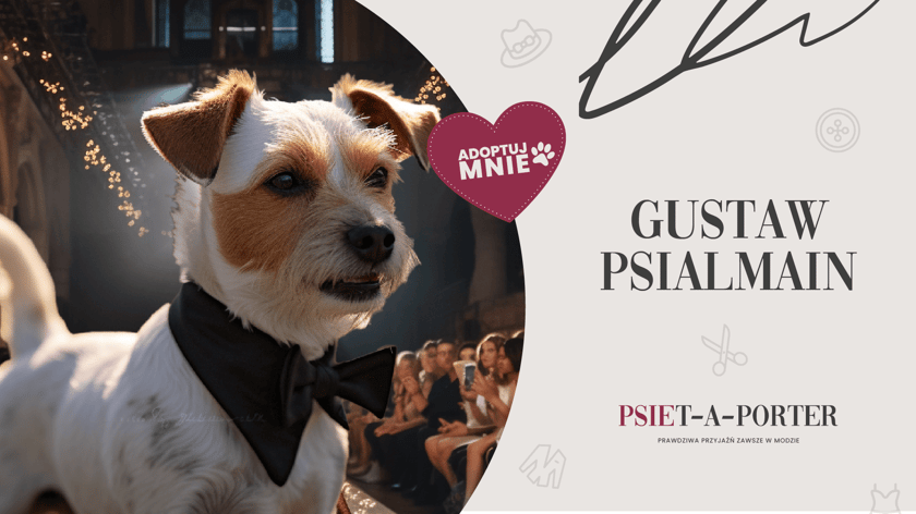 Gustaw to 2-letnia, psia torpeda! Wszędzie go pełno niczym kolor&oacute;w w sezonie wiosna-lato. Wymaga wychowania i uwagi od nowego opiekuna. Uwielbia aktywność, potrzebuje więc właściciela, kt&oacute;ry poświęci mu czas na spacery, podczas kt&oacute;rych będzie m&oacute;gł stylowo paradować po psim wybiegu.