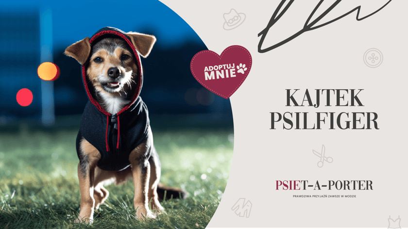 Psiak jest niezwykle wesoły i towarzyski. Szybko związuje się z człowiekiem, z kt&oacute;rym może kroczyć przez wybieg wsp&oacute;lnego życia. Ma około 11 lat i wykreuje z tobą wspaniałą markę.