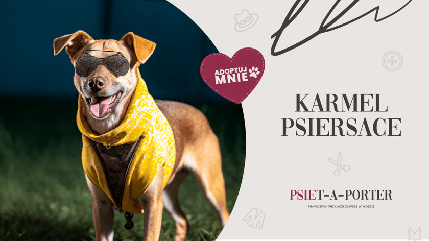 Karmel ma dopiero 3 lata i karierę &ldquo;w branży&rdquo; dopiero przed sobą. Teraz, wsp&oacute;lnie z wolontariuszami, pracuje nad pewnością siebie i swoimi lękami. Postępy są ogromne, więc na pewno już niebawem karmel będzie twarzą kampanii promującej świadomą adopcję piesk&oacute;w. I na pewno znajdzie swojego idealnego opiekuna, kt&oacute;ry ma doświadczenie w opiece nad lękliwymi psami.