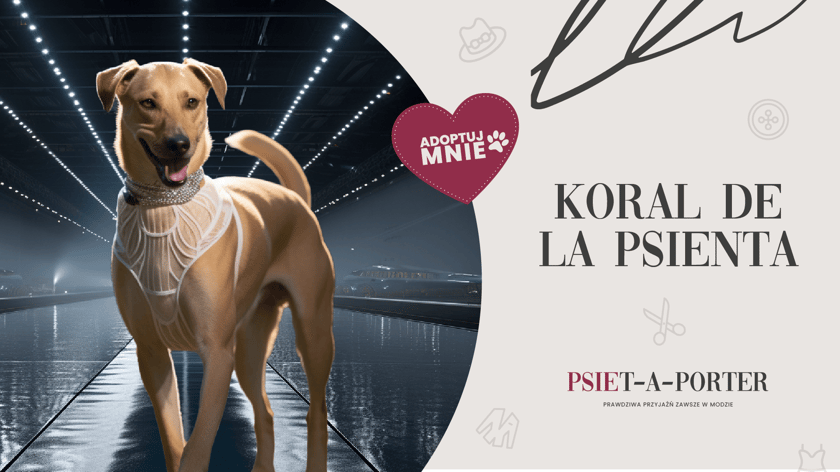 Koral ma ok. 4 lat. W pierwszych miesiącach pobytu w schronisku stronił od kontaktu z ludźmi - pewnie opracowywał już kolekcje na nowy sezon! Teraz nabrał zaufania i jest gotowy do adopcji. Ma mn&oacute;stwo pomysł&oacute;w, jak stylowo spędzać czas ze swoim nowym człowiekiem. Koral jest bardzo wesoły, aktywny i zabawowy. Lubi smaczki, jest szalenie bystry. Z nim zar&oacute;wno sezon wiosna/lato jak i jesień/zima będą lepsze niż wszystkie poprzednie!