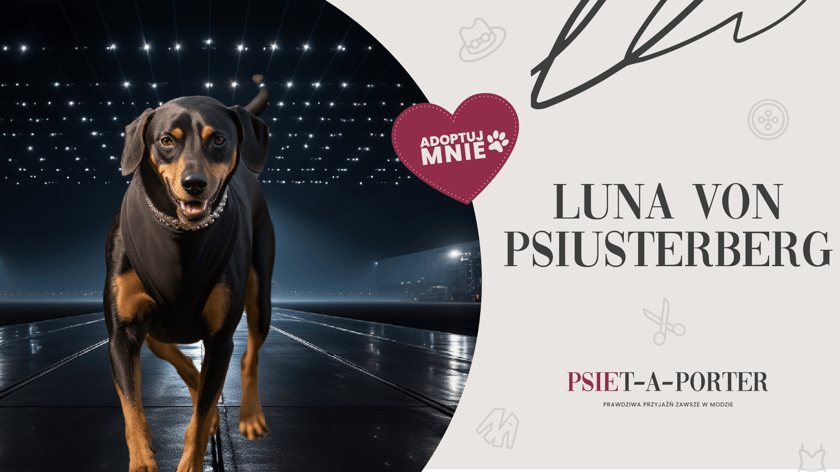 Luna to prawdziwa pasjonatka węszenia! Ma 4 lata, uwielbia głaskanie i spacery, podczas kt&oacute;rych nie odrywa nosa od trawki. Jej uroda zachwyci każdego, kto potrafi docenić oryginalne piękno. To urocza, miła i pogodna suczka, kt&oacute;ra zasługuje na swoje wybiegowe &ldquo;5 minut&rdquo;. Flesze na lunkę!