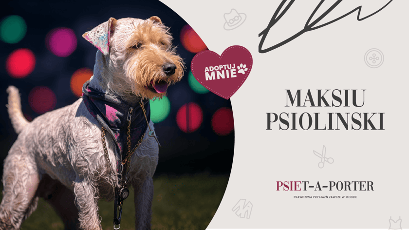 Maksiu Psiolinski - piesek do adopcji z wrocławskiego schroniska
