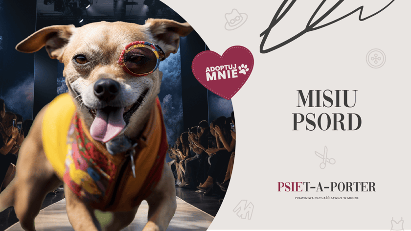 Misiu to 12-letni psiak. Jest trochę vintage, ale przecież to właśnie nadaje mu uroku. Pomimo bardzo trudnych przejść, odzyskał radość życia i&hellip; znowu jest w modzie. Misiu jest spokojny i kochany, a po dawnym strachu nie ma już śladu! 
