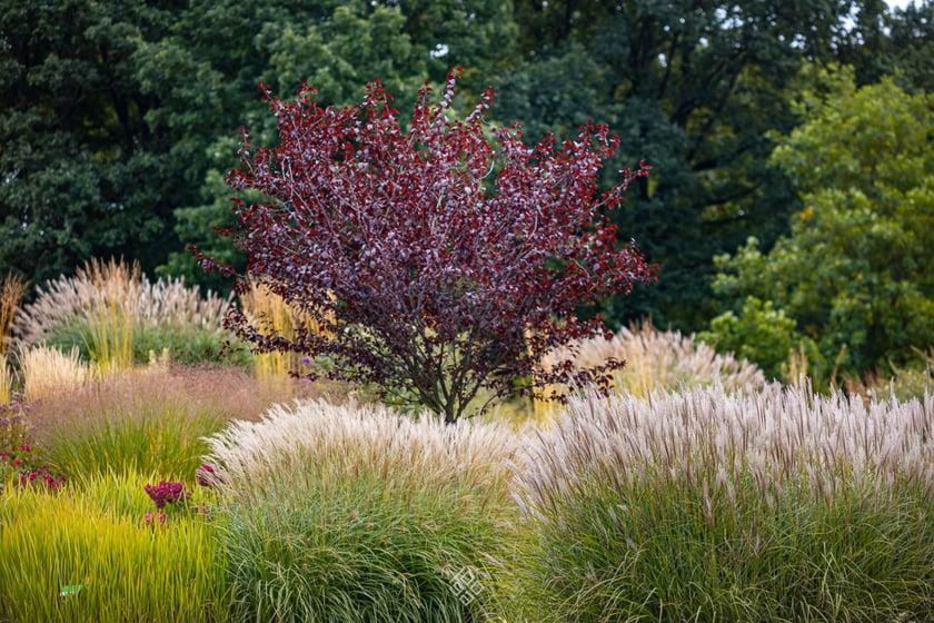 Jesień w Arboretum Wojsławice