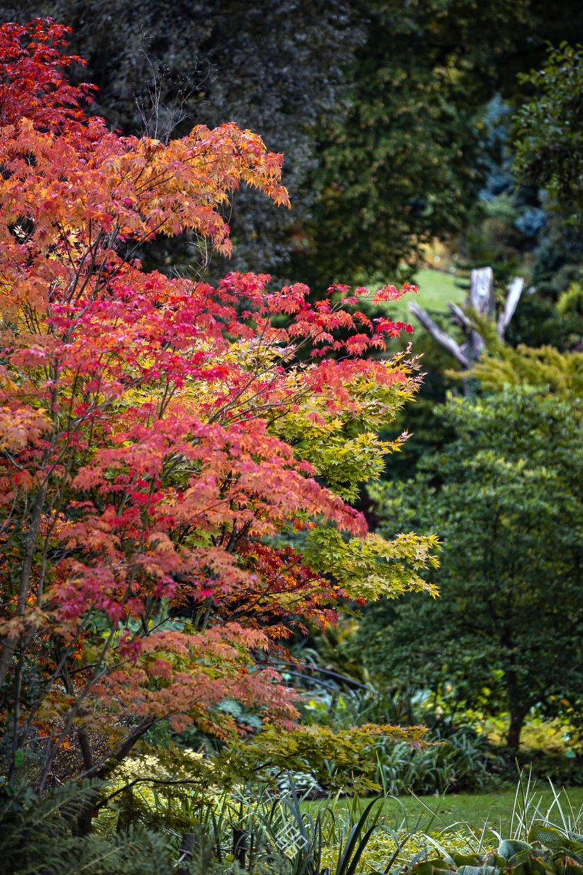 Jesień w Arboretum Wojsławice