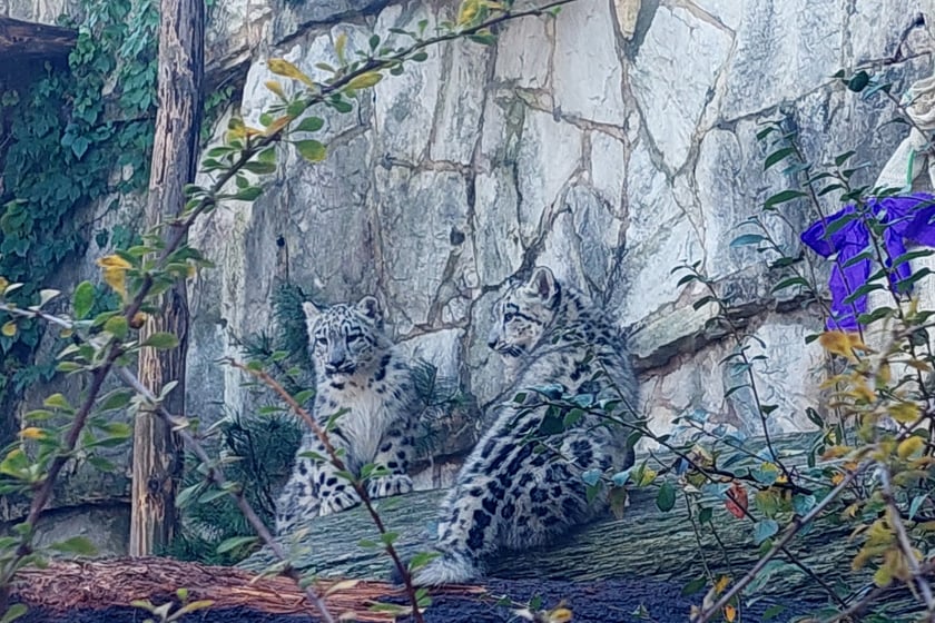 Młode pantery śnieżne z wrocławskiego zoo (w czerwcu, w sierpniu i październiku)