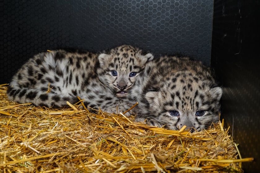 Młode pantery śnieżne z wrocławskiego zoo (w czerwcu, w sierpniu i październiku)