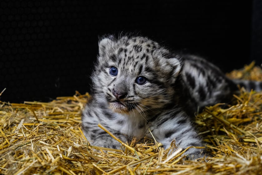 Młode pantery śnieżne z wrocławskiego zoo (w czerwcu, w sierpniu i październiku)