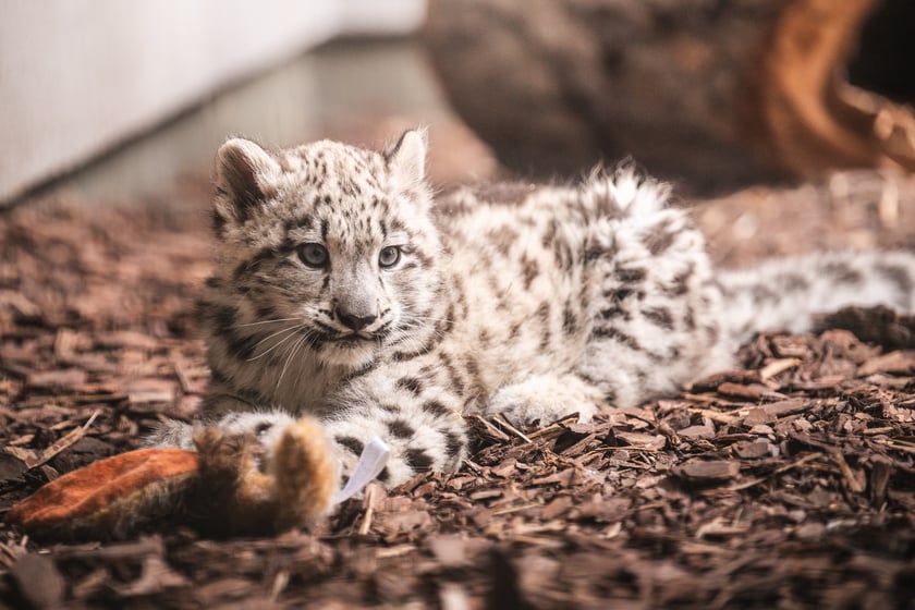 Młode pantery śnieżne z wrocławskiego zoo (w czerwcu, w sierpniu i październiku)