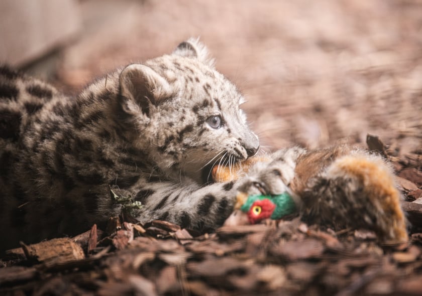 Młode pantery śnieżne z wrocławskiego zoo (w czerwcu, w sierpniu i październiku)