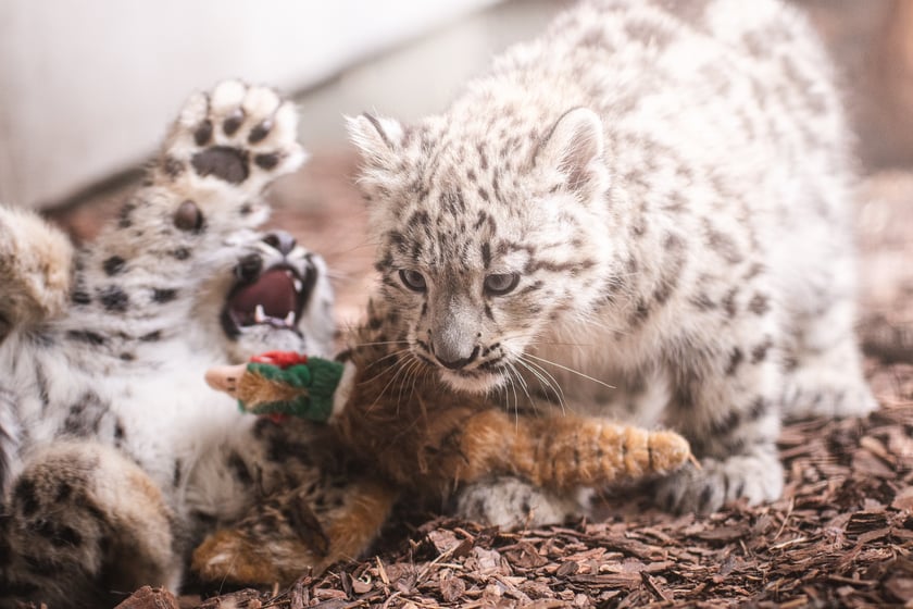 Młode pantery śnieżne z wrocławskiego zoo (w czerwcu, w sierpniu i październiku)