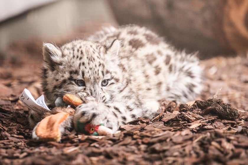 Młode pantery śnieżne z wrocławskiego zoo (w czerwcu, w sierpniu i październiku)
