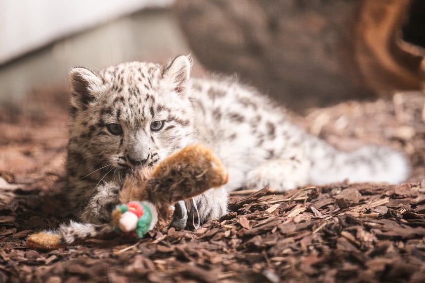 Młode pantery śnieżne z wrocławskiego zoo (w czerwcu, w sierpniu i październiku)