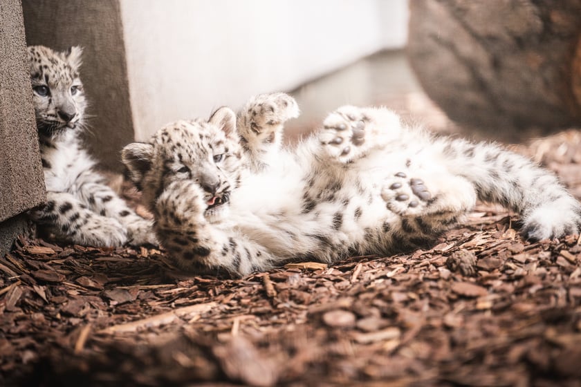Młode pantery śnieżne z wrocławskiego zoo (w czerwcu, w sierpniu i październiku)