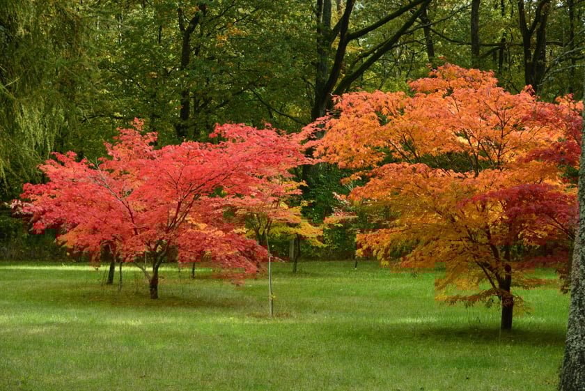 Arboretum Leśne
