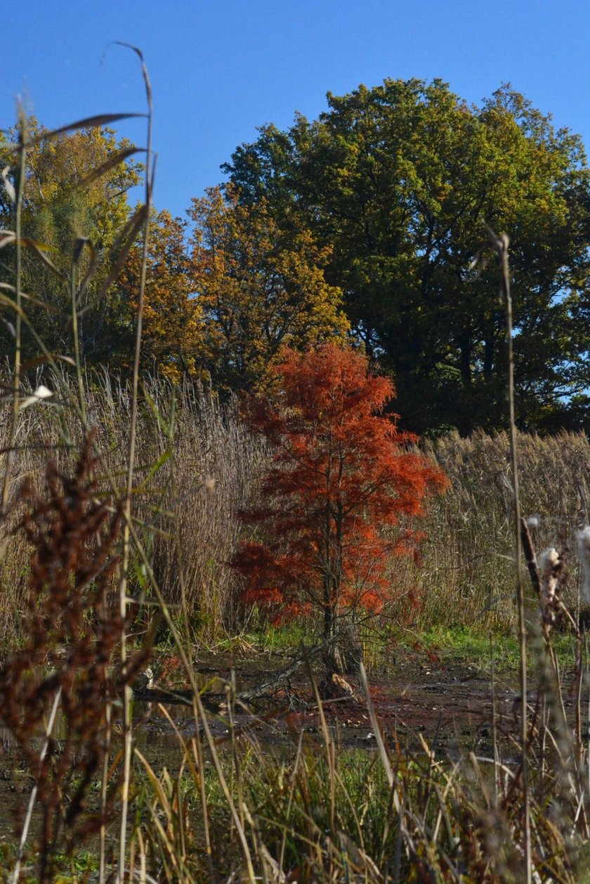 Arboretum Leśne