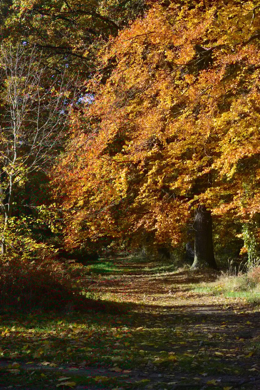 Arboretum Leśne