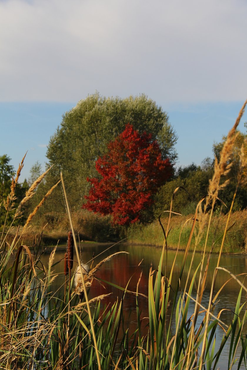 Arboretum Leśne