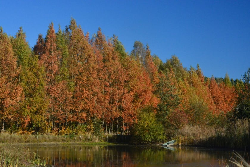 Arboretum Leśne