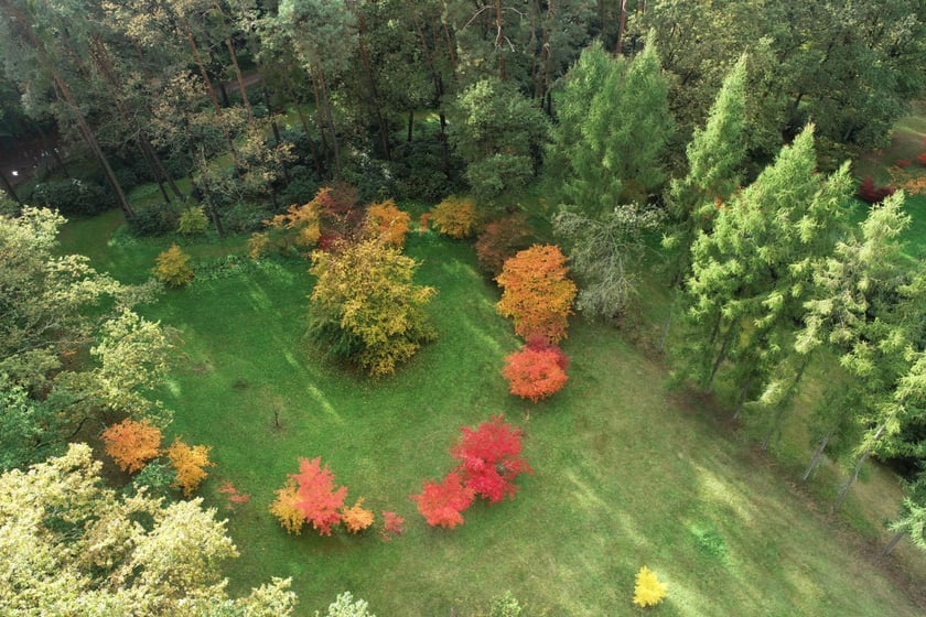 Arboretum Leśne