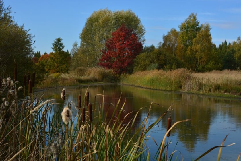 Arboretum Leśne