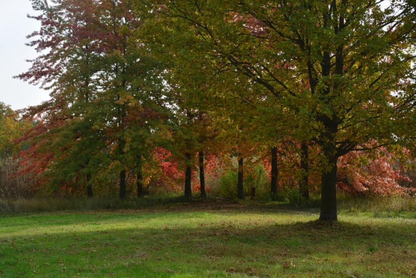Arboretum Leśne