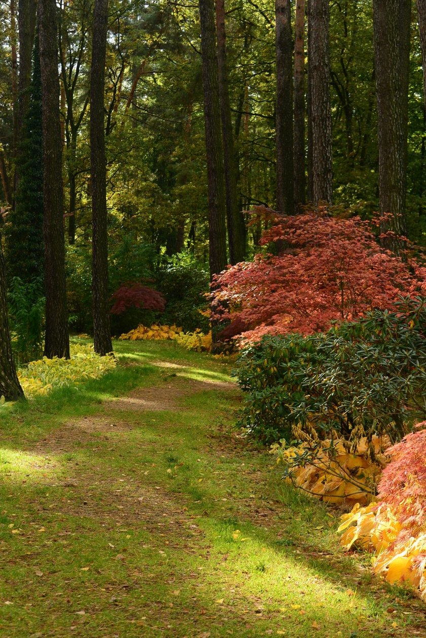 Arboretum Leśne