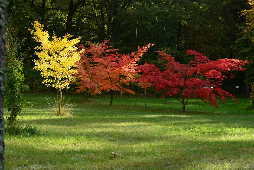 Arboretum Leśne
