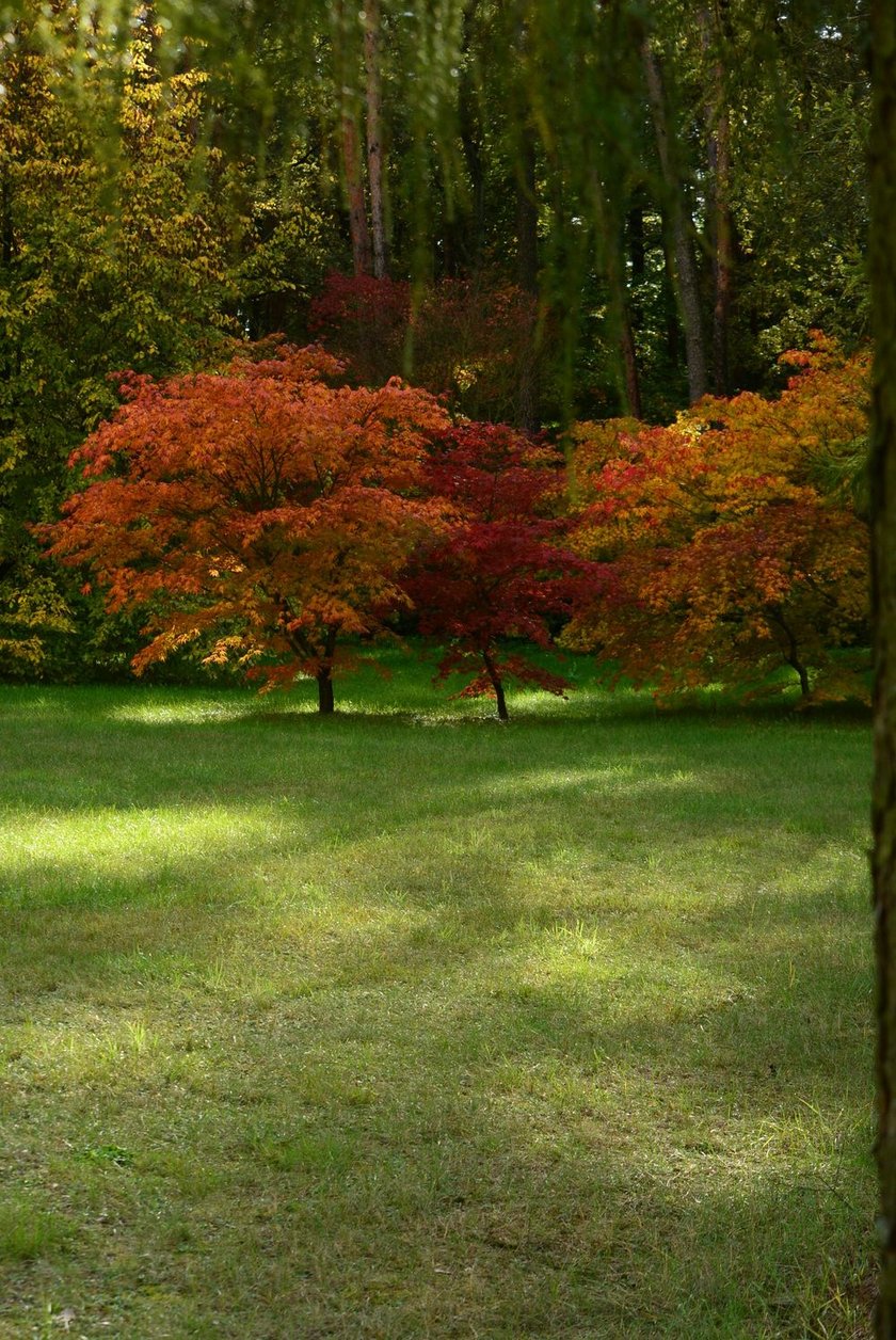 Arboretum Leśne