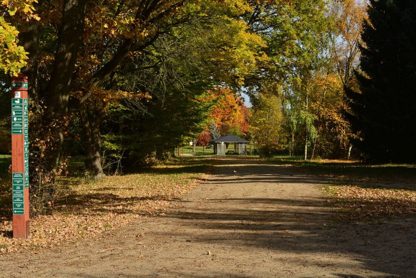 Arboretum Leśne