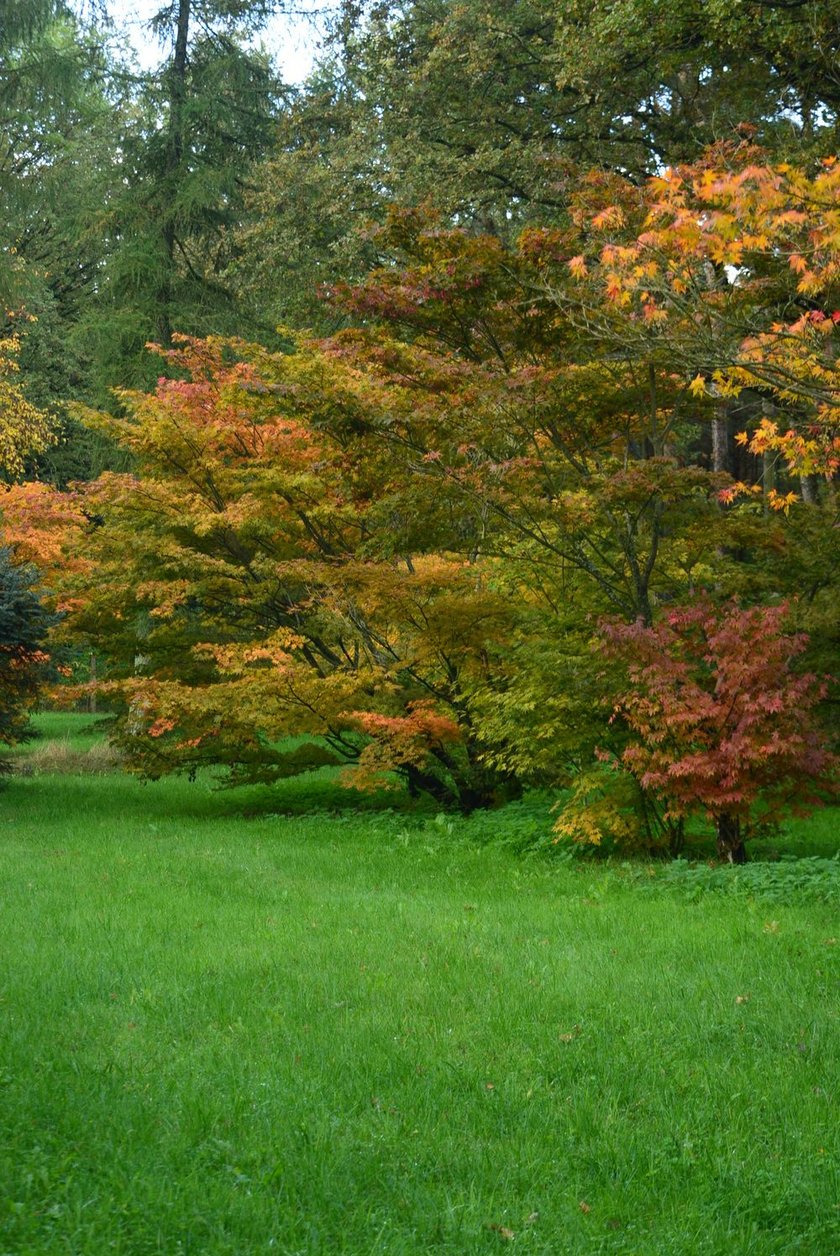 Arboretum Leśne
